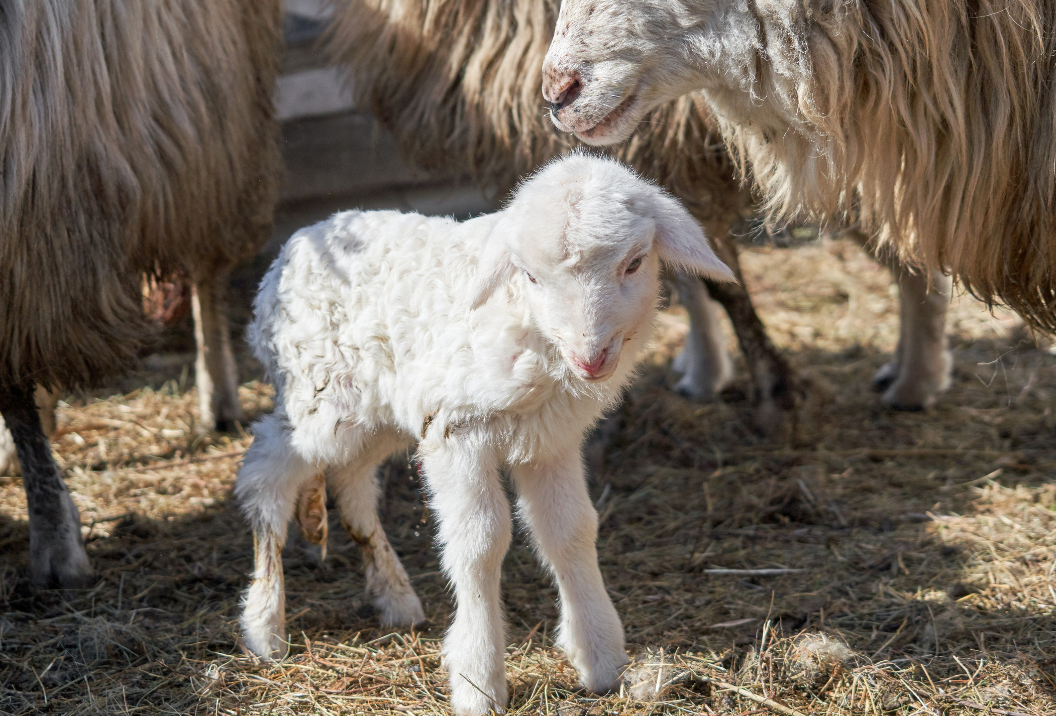 Focar de variolă la oi și capre în Brăila. Autoritățile au mobilizat 50 de experți pentru a limita răspândirea bolii