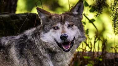 Mexican Wolves' Fate In Jeopardy On National Wildlife Day