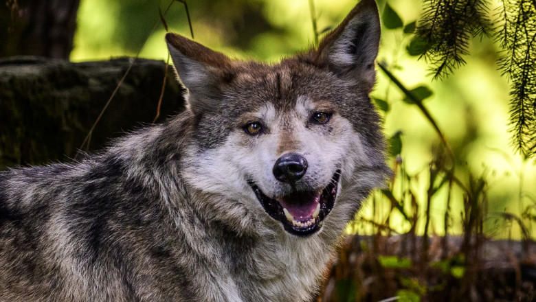 Mexican Wolves' Fate In Jeopardy On National Wildlife Day