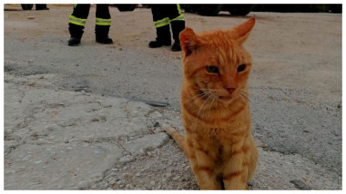 incendiii grecia motan pompieri romani
