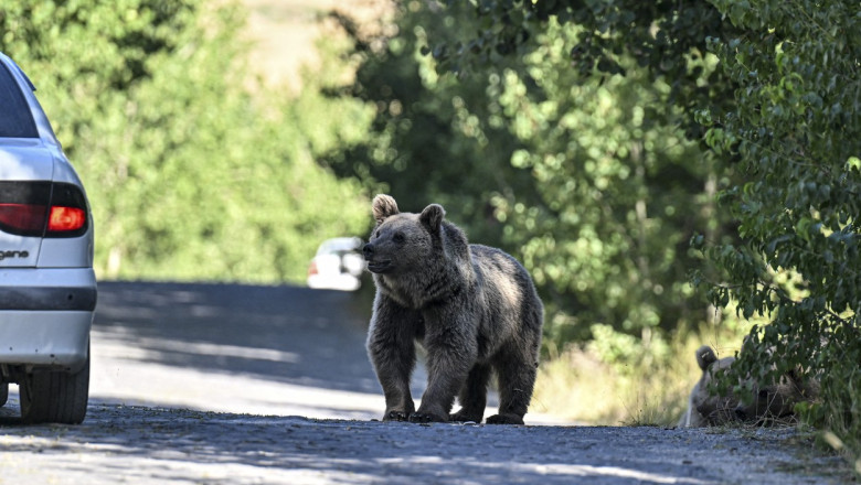 Un bărbat din Harghita a fost atacat de urs după ce mașina în care era a lovit animalul. A ajuns de urgență la spital