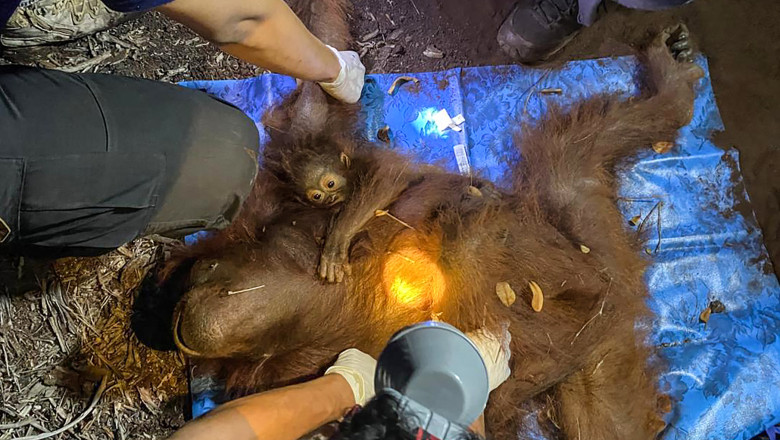 urangutani incendiu padure borneo indonezia