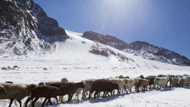 age Old,agriculture,alp,alpine Divide,alpine Farmer,alps,alto Adige,amazing,animal,animal Migration,animals,archaic,ardous,attraction,austria,autumn,breed,brown Mountain Sheep,caravan,cattle Drive,central Alps,central Europe,culture,dangerous,domestic Ani