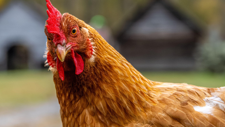 Curious rooster at Oconaluftee Mountain Farm Museum in Great Smoky Mountains National Park near Cherokee, NC. (USA)