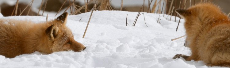 Sanctuare naturale: Hokkaido