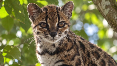 Localnicii i-au spus „tilcayo”, denumire care a inspirat noul său nume ştiinţific, Leopardus tilcayo.
