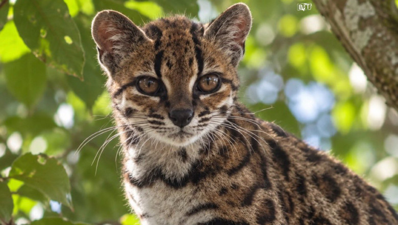 Localnicii i-au spus „tilcayo”, denumire care a inspirat noul său nume ştiinţific, Leopardus tilcayo.