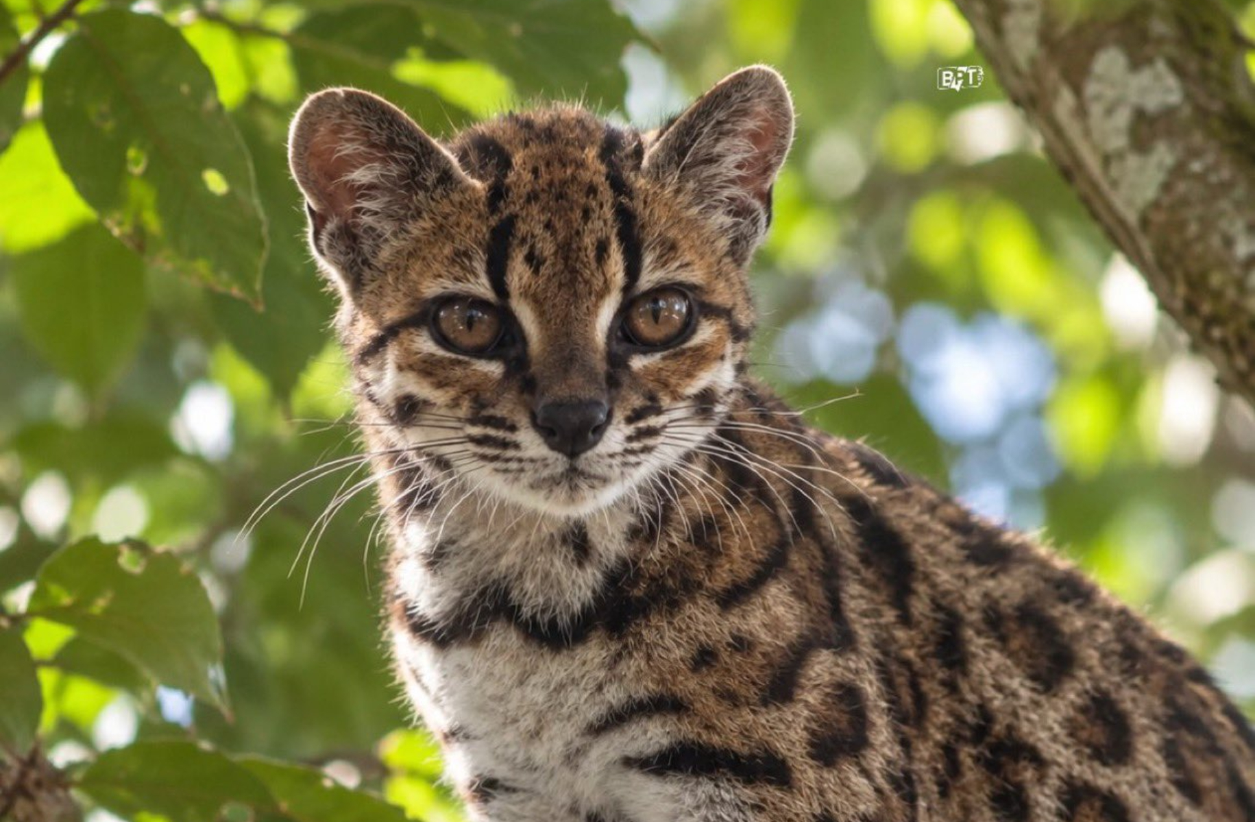 O nouă specie de pisică sălbatică a fost descoperită în Bolivia, o premieră în ultimii 100 de ani