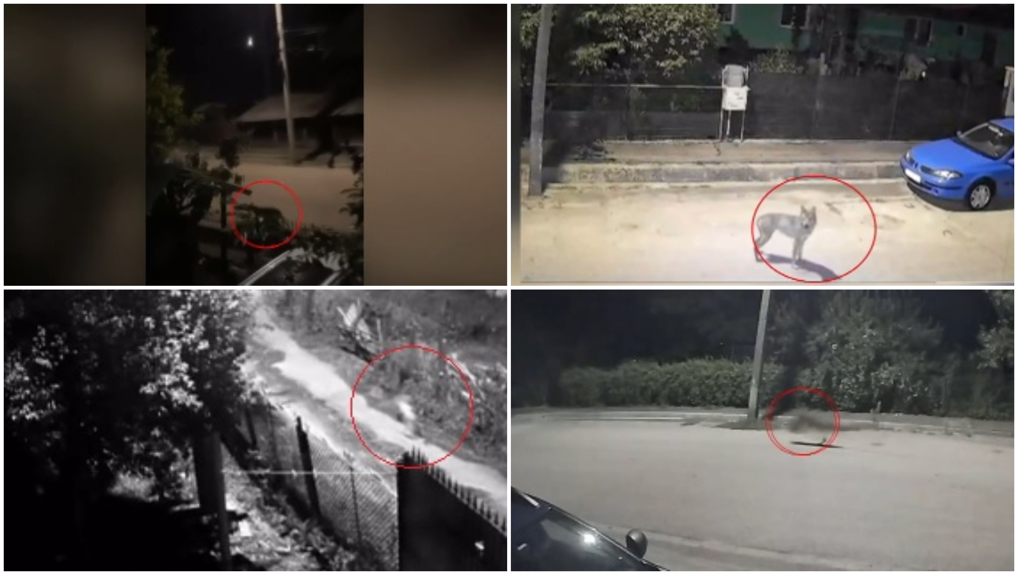 Sat terorizat de lupi. Animalele intră în gospodării și ucid până și câinii de pază: „Așteptăm să se întâmple ceva oribil?!”