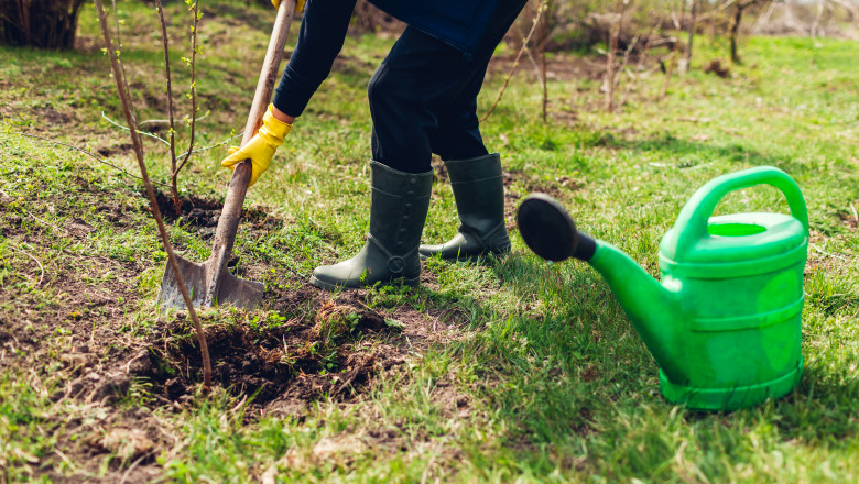 Plantarea copacilor pe proprietate privată. Sursă Foto Getty Images