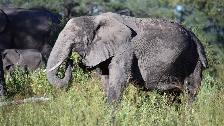 Namibia - African Elephant