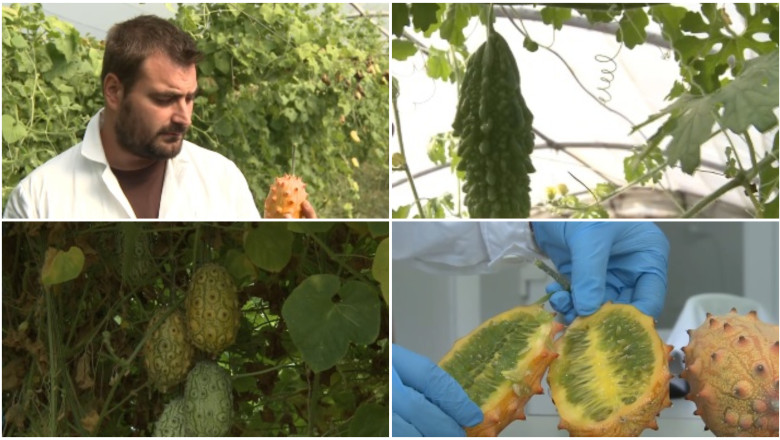 kiwano buzau