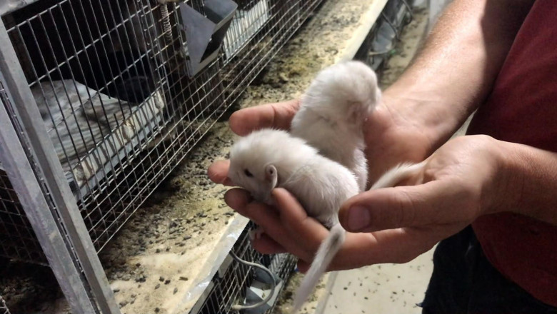 animale crescute pt blana