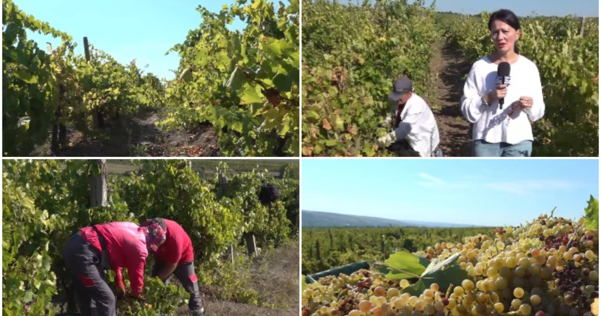 Struguri copți pe viță de vie în podgorie din România, cu muncitori puțini culegând din cauza lipsei culegători, afectând producția vinului. | sursa foto: Digi24