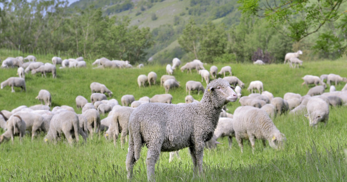 Primele vaccinuri gratuite împotriva pestei și variolei la ovine și caprine au ajuns în România