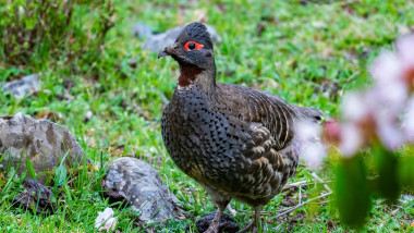 A wild Chestnut-throated Monal-Partridge (Tetraophasis obscurus) foraging on ground. Sichuan, China.
