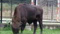 zimbru