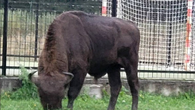 zimbru