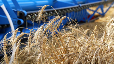 Combine harvester working on the field, ripe ears of wheat close up. Rural scenery, concept of harvesting and agriculture
