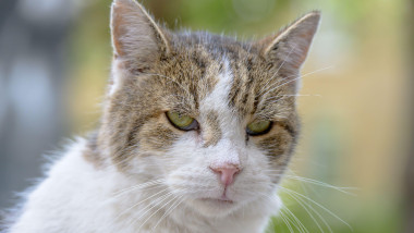 Larry the Cat - Chief Mouser to the Cabinet Office since 2011 - in Downing Street, August 2026