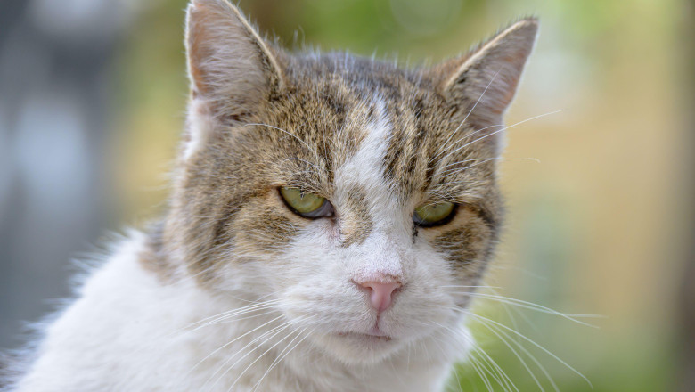 Larry the Cat - Chief Mouser to the Cabinet Office since 2011 - in Downing Street, August 2026