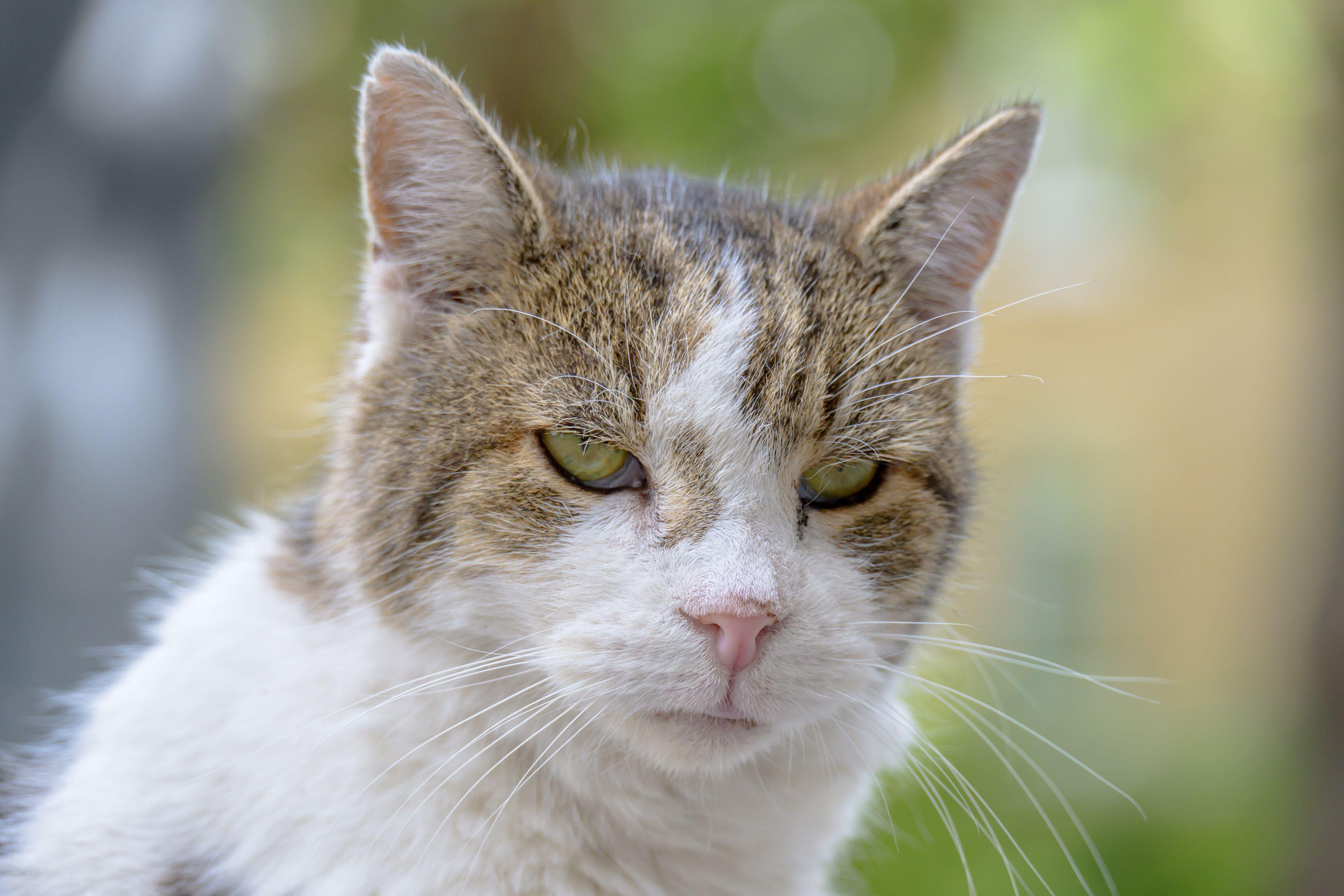 Cel mai faimos motan din lume a fost operat. Anunțul cabinetului premierului britanic despre starea lui Chief Mouser Larry