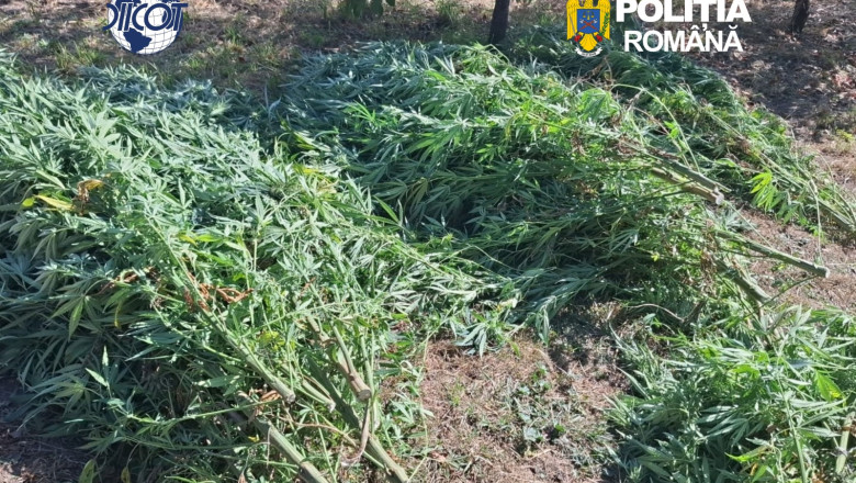Cultură de canabis în Covasna, 60 de plante confiscate. Un bărbat de 62 de ani a fost reținut de DIICOT