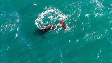 Dead whale calves on Patagonia beaches