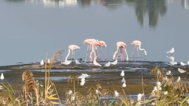 flamingo