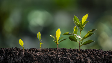 plante crestere mediu natura clima schimbari climatice
