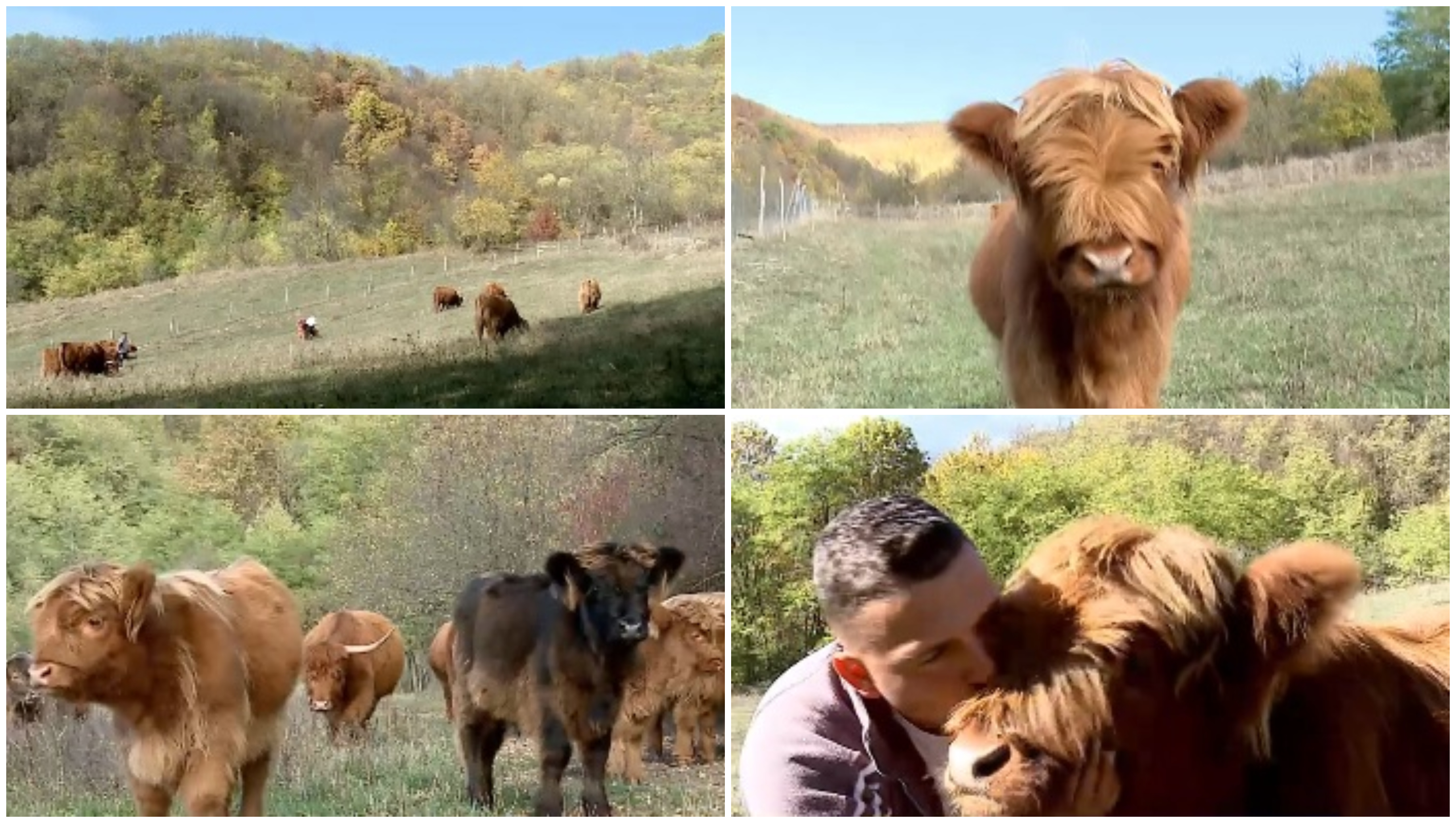 Văcuțele cu breton, vedete în Maramureș. Povestea celor doi soți care și-au transformat gospodăria într-un colț de Scoția