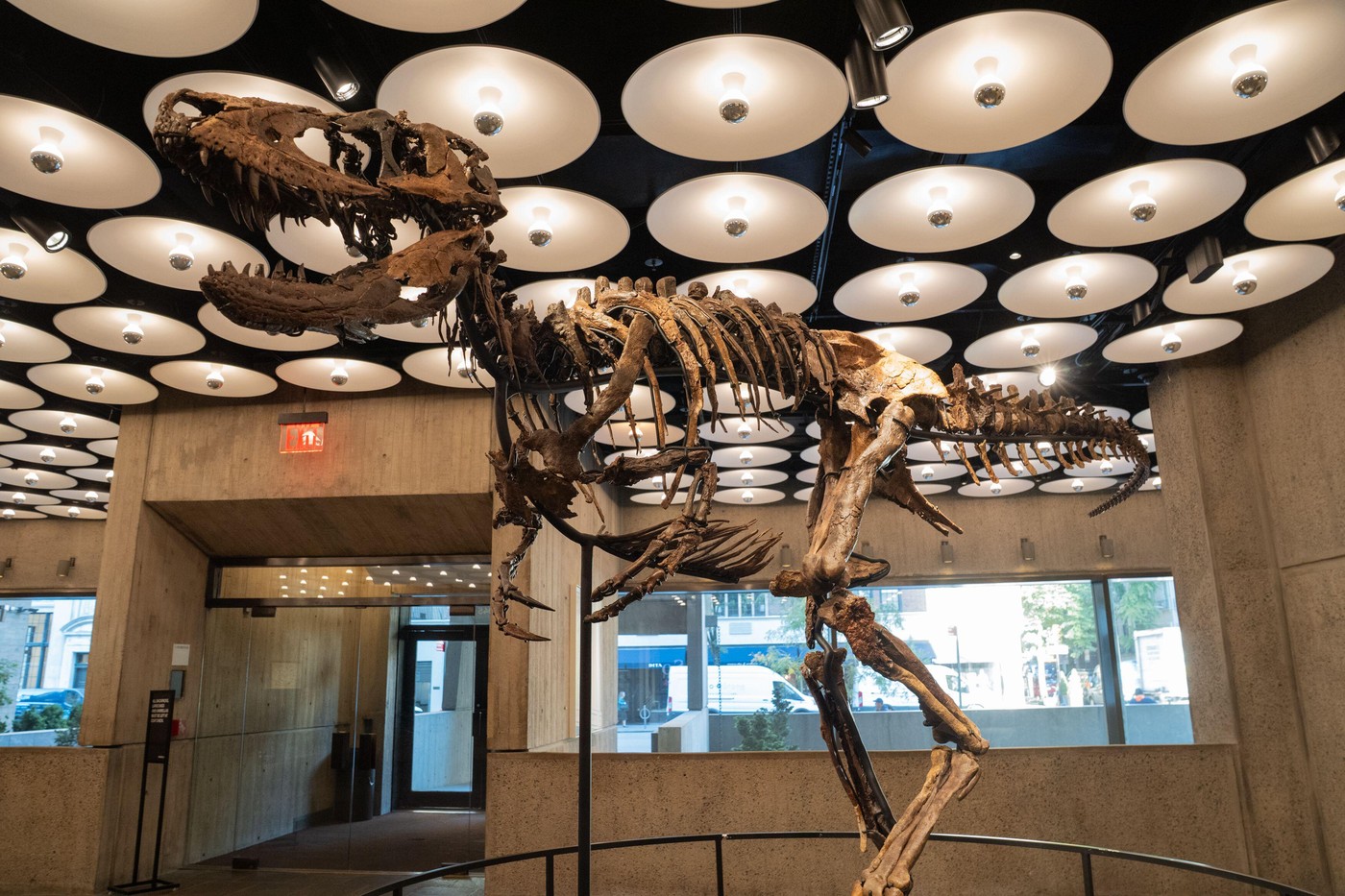 Un schelet rar de Nanotyrannus s-a vândut cu peste 47 milioane de dolari la o licitaţie din New York
