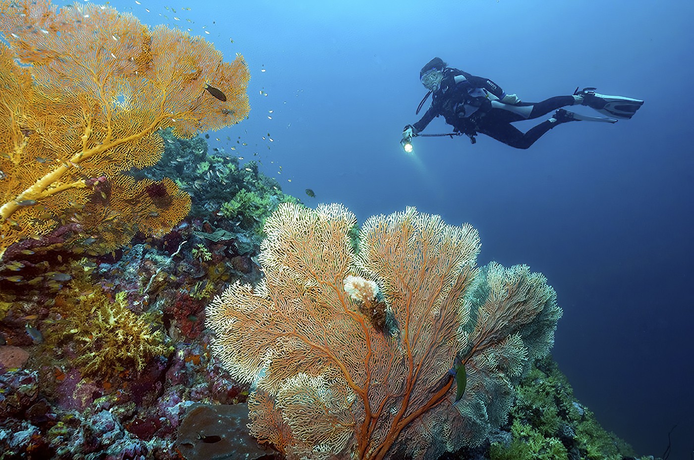 Cum a înșelat o profesoară din Germania statul timp de 16 ani: și-a luat concediu medical și a început să practice scuba diving