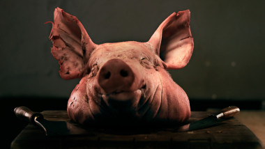 Pig's head