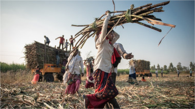 muncitori pe o plantație de trestie de zahăr în India