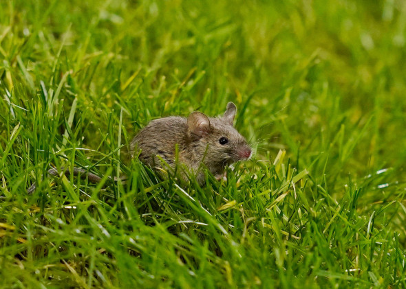 Manchester, UK. 28th Nov, 2024. Mice make an appearance in the grass at the stadium during the game during the UEFA Europa League match at Old Trafford, Manchester. Picture credit should read: Andrew Yates/Sportimage Credit: Sportimage Ltd/Alamy Live News