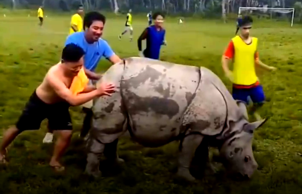Imagini nemaivăzute! Un rinocer a intrat pe teren în timpul unui meci de fotbal