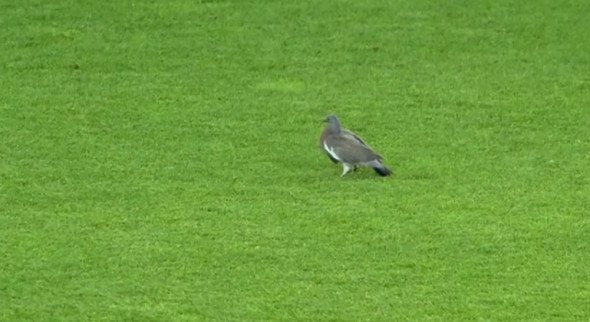 pasare-cehia-germania