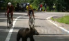 urs-turul-sibiului