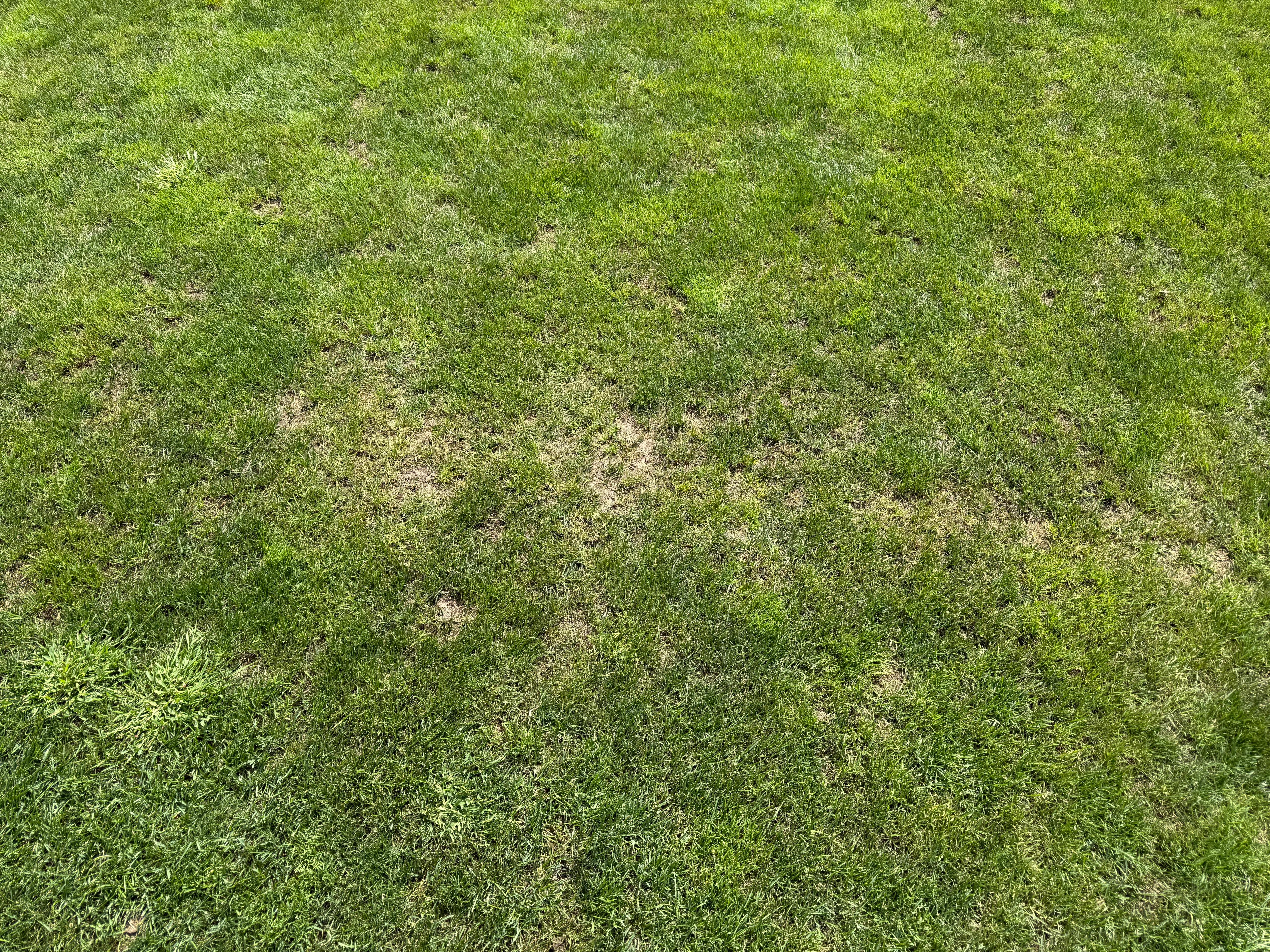 Imagini îngrijorătoare cu un gazon din SuperLiga