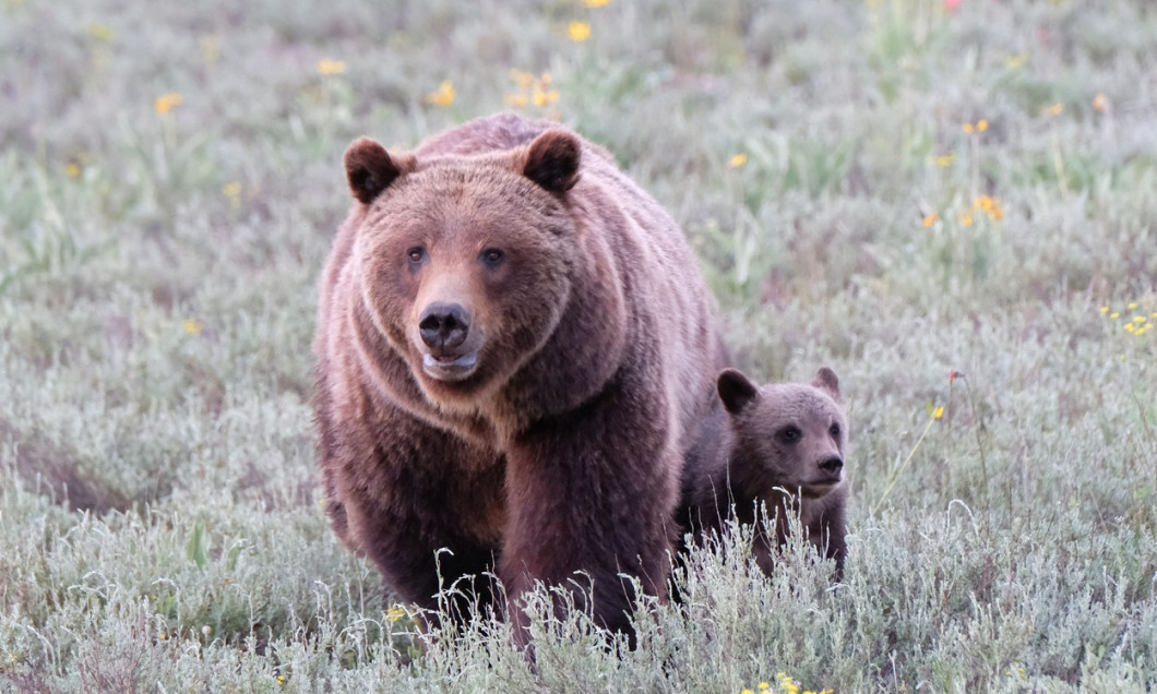 Grizzly bear makes an appearance with her cubs, Grand Teton National Park, WY, USA - 20 Jun 2020