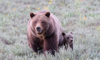 Grizzly bear makes an appearance with her cubs, Grand Teton National Park, WY, USA - 20 Jun 2020