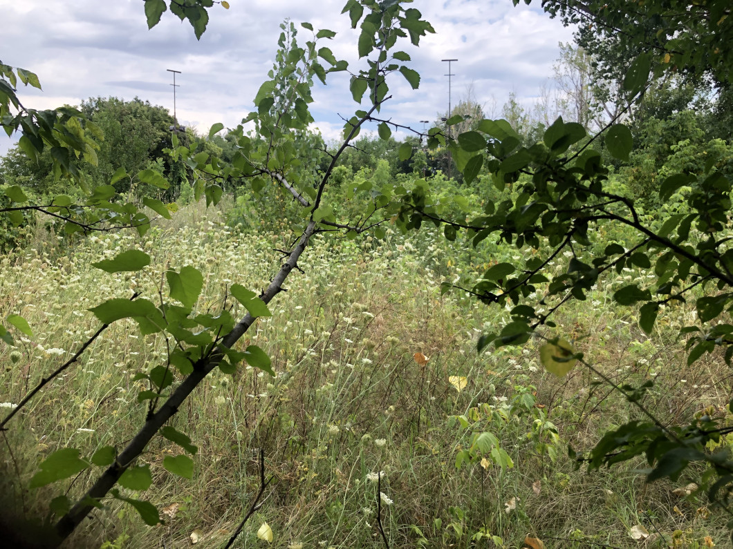 image00010