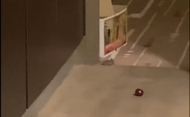 Imagini neverosimile de la Melbourne! O jucătoare a fost ”vizitată”, din nou, de un șoarece în camera de hotel
