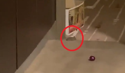 Ce răspuns a primit sportiva care a sunat la recepţie pentru a se plânge că îi zburdă şoarecii prin cameră