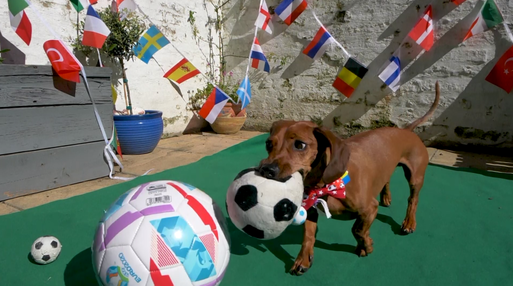 El e câinele prezicător de la EURO 2020! Primul ”pronostic” dat la turneul final