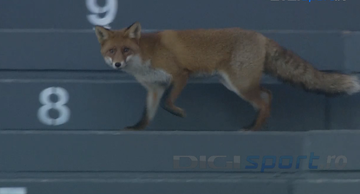 "Câinii" urmăriți de vulpe. Un animal a pătruns pe stadion înaintea meciului Sepsi - Dinamo