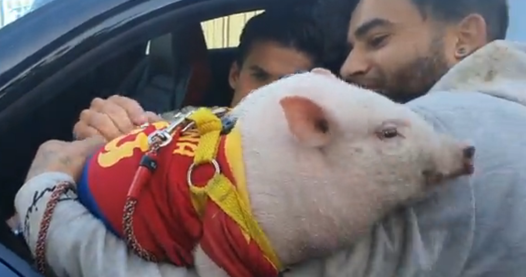 Riqui Puig a devenit viral: cum a ajuns să dea autograf pe un porc