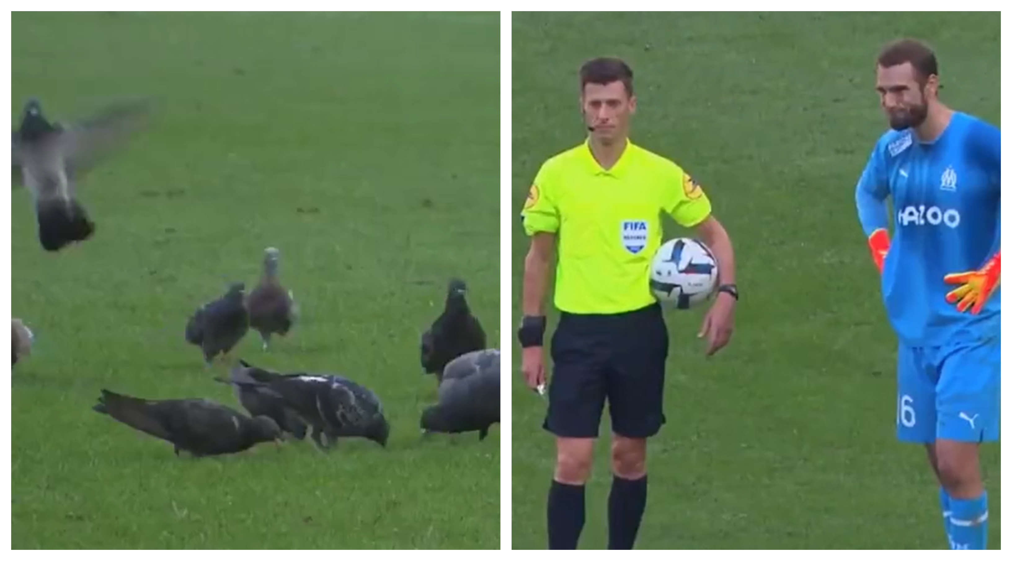 Invazie de porumbei, chiar în timpul unui meci din Ligue 1! Reacția celor de pe teren și cum s-a rezolvat incidentul