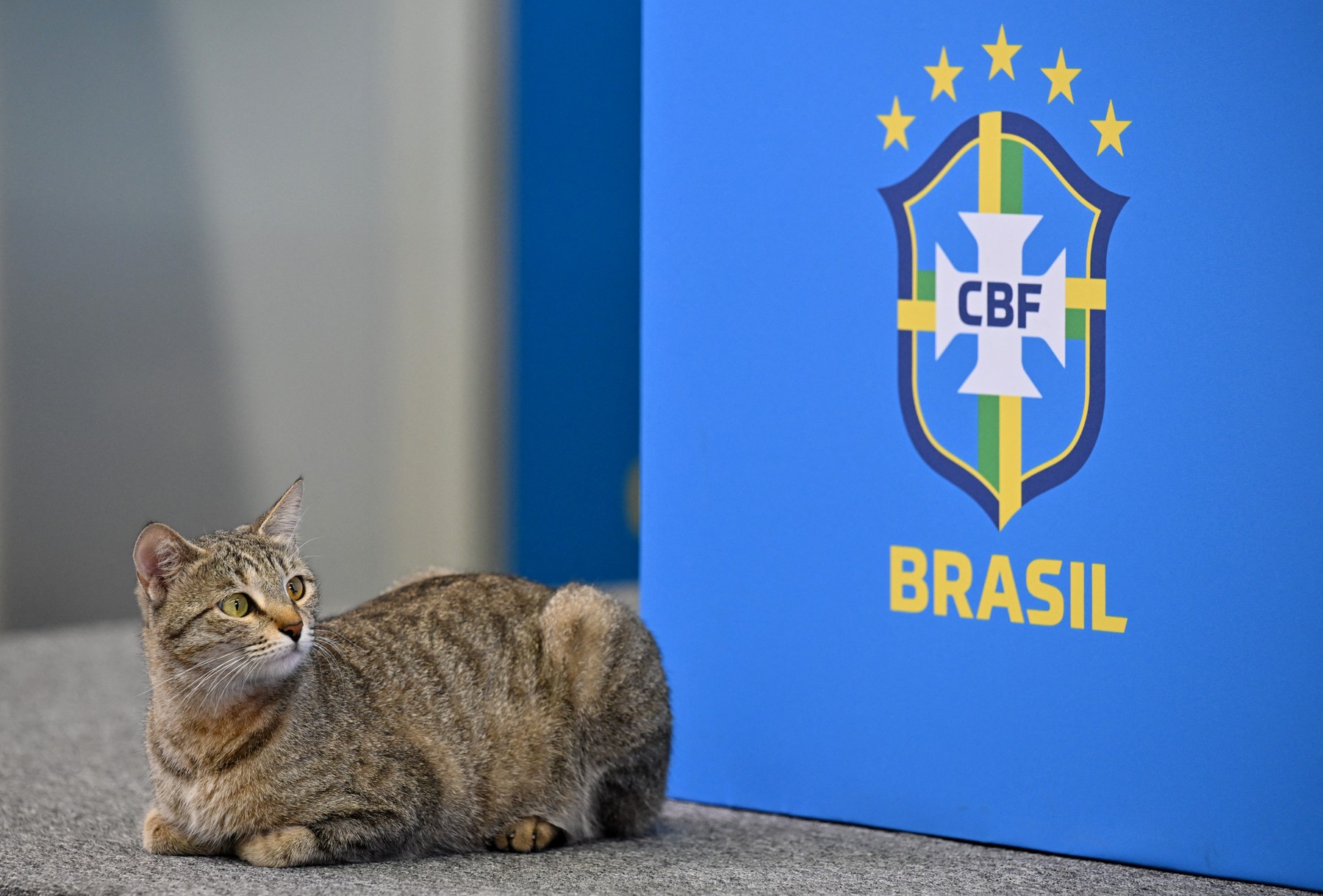 Brazilia, lovită de ”blestemul pisicii”. Reacțiile internauților sunt savuroase: ”Pisica-Brazilia 1-0”